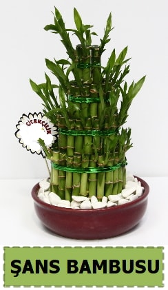 ans piramit bambu saks bitkisi  zmir ieki cicekciler , cicek siparisi 