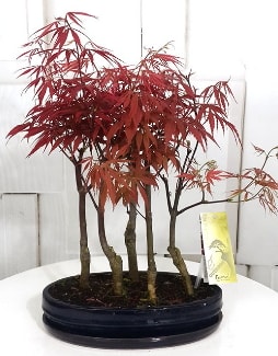 5 adet japon akaaa bonsai iei  zmir ieki cicekciler , cicek siparisi 