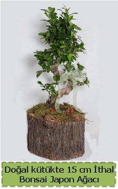 Doal ktkte thal bonsai japon aac  zmir ieki online iek gnderme sipari 