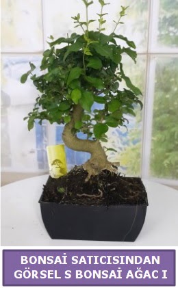 S dal erilii bonsai japon aac  zmir ieki cicekciler , cicek siparisi 