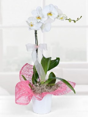 Tek dall beyaz orkide seramik saksda  zmir ieki online iek gnderme sipari 
