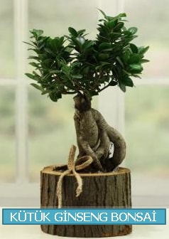 Ktk aa ierisinde ginseng bonsai  zmir ieki internetten iek siparii 
