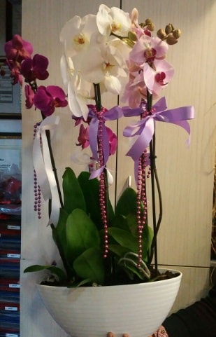 Mor ve beyaz ve pembe 6 dall orkide  zmir ieki 14 ubat sevgililer gn iek 