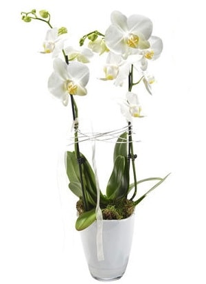 2 dall beyaz seramik beyaz orkide sakss  zmir ieki internetten iek siparii 