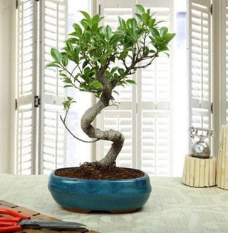 Amazing Bonsai Ficus S thal  zmir ieki kaliteli taze ve ucuz iekler 