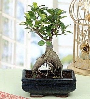 Appealing Ficus Ginseng Bonsai  zmir ieki iek yolla 