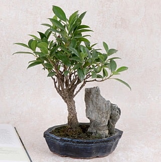 Japon aac Evergreen Ficus Bonsai  zmir ieki internetten iek siparii 