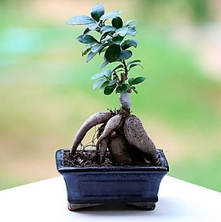Marvellous Ficus Microcarpa ginseng bonsai  zmir ieki gvenli kaliteli hzl iek 