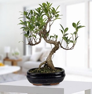 Gorgeous Ficus S shaped japon bonsai  zmir ieki ieki maazas 