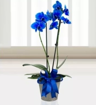 ift dall mavi orkide  zmir ieki cicekciler , cicek siparisi 