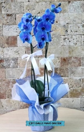 ift dall ithal mavi orkide  zmir ieki iek siparii vermek 