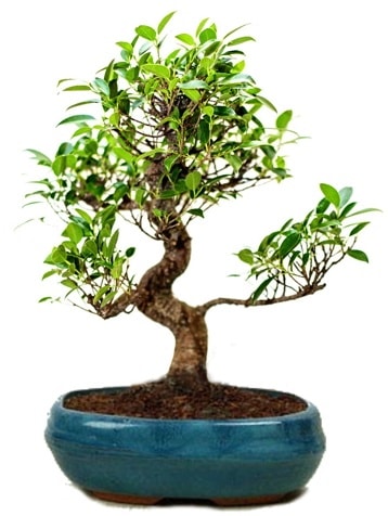 25 cm ile 30 cm aralnda Ficus S bonsai  zmir ieki internetten iek siparii 