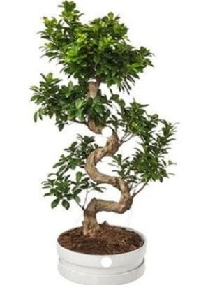 90 cm ile 100 cm civar S peyzaj bonsai  zmir ieki internetten iek siparii 