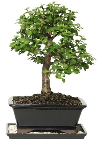 15 cm civar Zerkova bonsai bitkisi  zmir ieki iek online iek siparii 