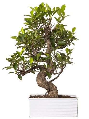 Exotic Green S Gvde 6 Year Ficus Bonsai  zmir ieki internetten iek siparii 
