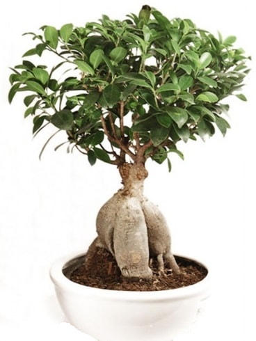 Ginseng bonsai japon aac ficus ginseng  zmir ieki iekiler 